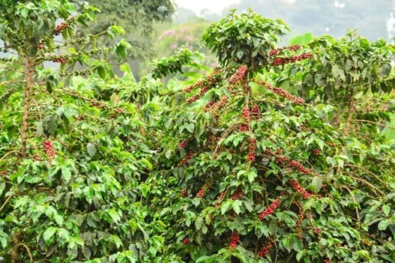 Nairobi Coffee Farm Half Day Tour (All Inclusive) - Exploring the Experience: What You Can Expect