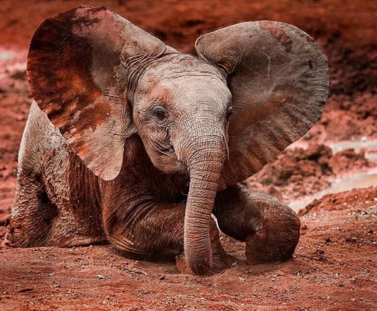 NAIROBI: DAVID SHELDRICK AND GIRAFFE CENTER DAY TRIP - Who Will Enjoy This Tour?