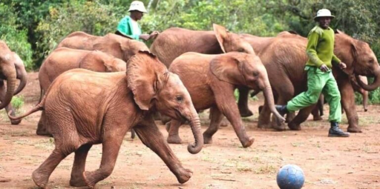 Nairobi: David Sheldrick Elephant Orphanage and Kazuri Bead - Visiting the Craft Stores and Kazuri Bead Factory