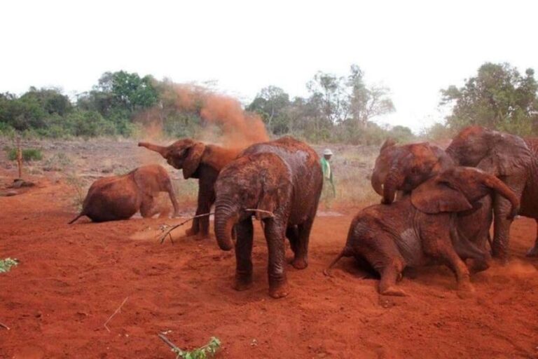 Nairobi: David Sheldrick Elephant Orphanage Visit - Who Is This Tour Best For?