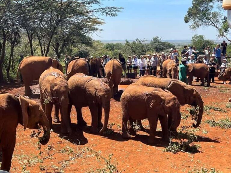 Nairobi; David Sheldrick Elephant Trust Half Day Tour - The Itinerary in Detail