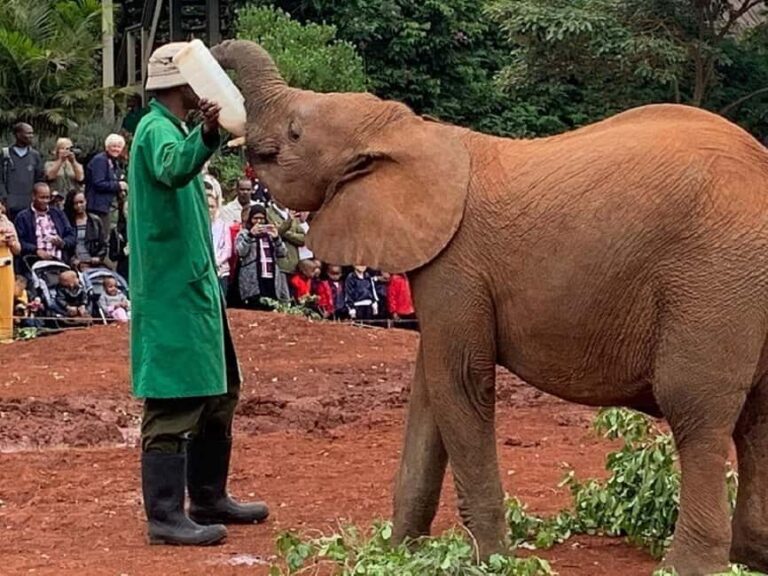 Nairobi: David Sheldrick, Giraffe Centre, and Blixen Tour - Introduction to the Tour