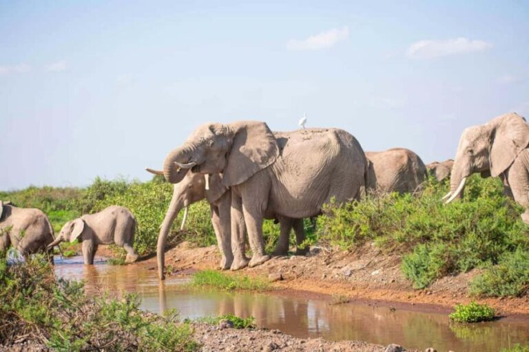Nairobi: Day Tour to Amboseli National Park & Maasai Village - Whats Included & What’s Not