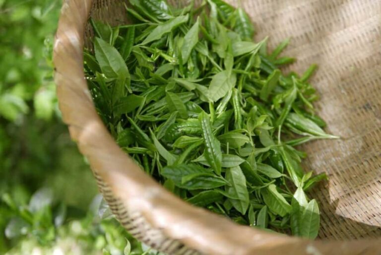 Nairobi: Day Trip to Purple Tea Farm in Gatura Greens - Gatura Greens: The Heart of Purple Tea Farming