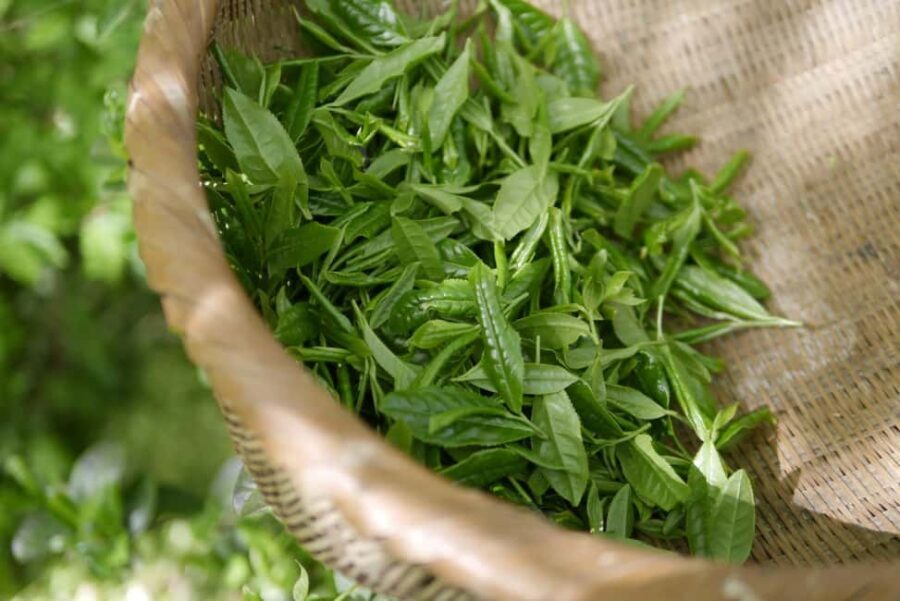 Nairobi: Day Trip to Purple Tea Farm in Gatura Greens - Gatura Greens: The Heart of Purple Tea Farming