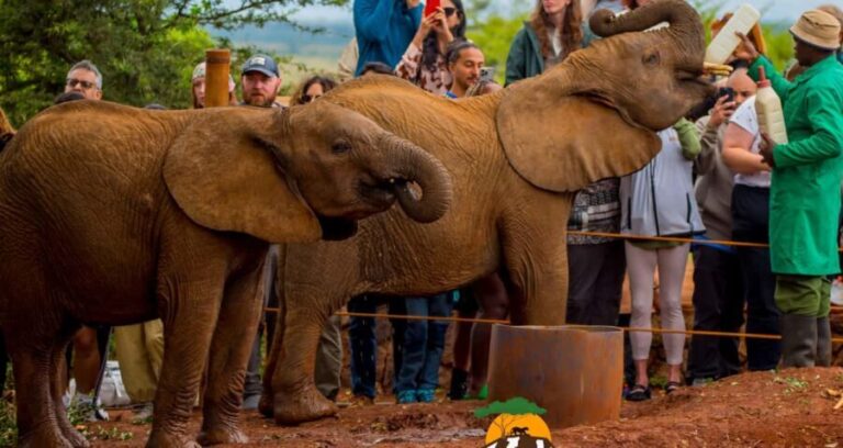 Nairobi: Elephant Orphanage Trust and Giraffe Center Tour - FAQ