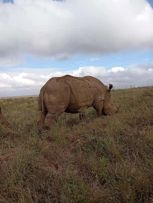 Nairobi: Elephant Sanctuary and Giraffe Center Day Tour - Who Should Consider This Tour?