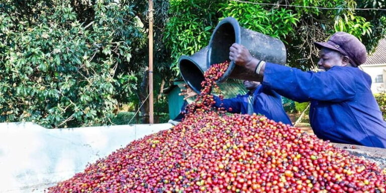 Nairobi: Fairview Coffee Estate Guided Tour with Tasting - Analyzing the Experience: Value and Practicality