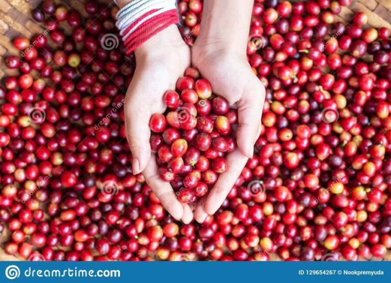 Nairobi: Fairview Coffee Estate Tour (Tasting and Pickup) - Who Should Take This Tour?
