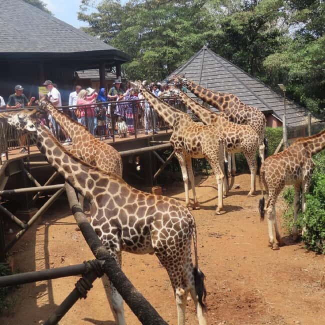 Nairobi: Giraffe Center and Nature Trail Tour - Visiting the Giraffe Center