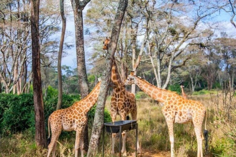 Nairobi: Giraffe Center Day Trip - The Value of This Experience
