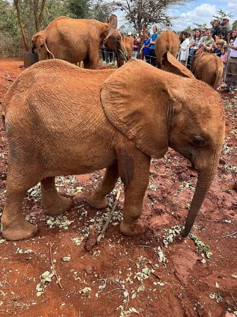 Nairobi: Giraffe Centre and Elephant Orphanage Tour - Detailed Breakdown of the Itinerary