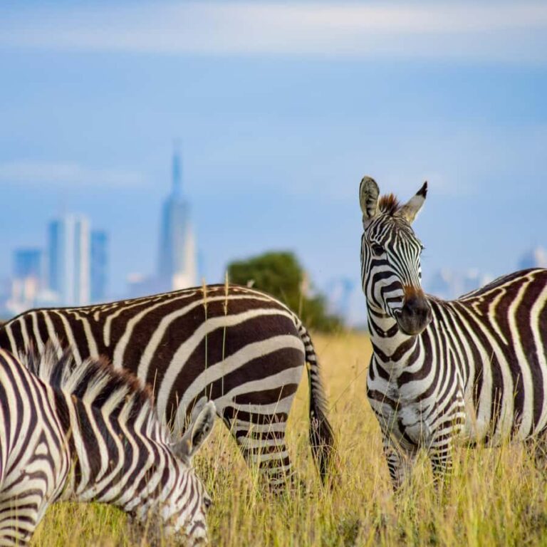 Nairobi: Group joining NNP Morning Game Drive with City View - What You Can Expect During the Tour