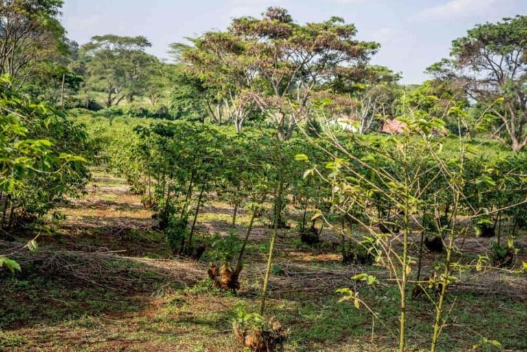 Nairobi: Guided Coffee Farm Tour with Tastings - What the Reviews Say