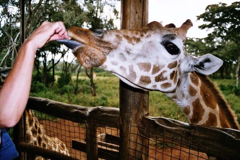 Nairobi Guided Tour to Giraffe Center & Kobe Beads Factory - A Closer Look at the Tour Experience