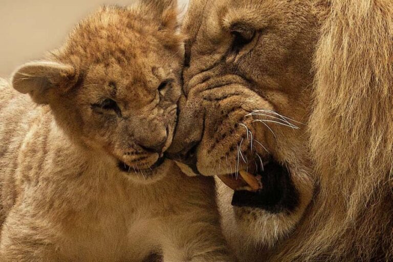 Nairobi: Half-Day Game Drive in Nairobi National Park - What to Expect During the Tour