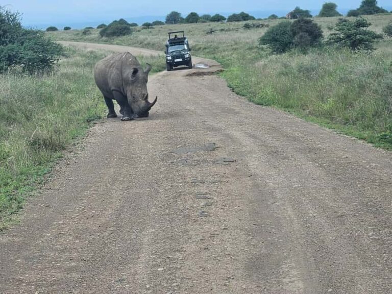 Nairobi: Half-Day National Park Guided Tour with Pickup - Final Thoughts: Is This Tour Right for You?
