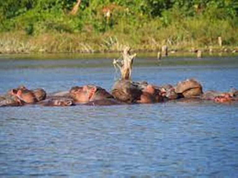 Nairobi: Hell's Gate National Park and Lake Naivasha Day - Who Is This Tour Best For?