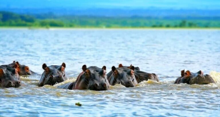 Nairobi: Hell's Gate National Park and Lake Naivasha Tour - Practicalities and Tips