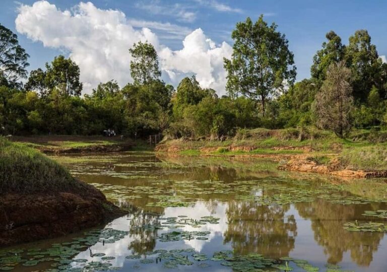 Nairobi: Hidden Waterfalls Hike & Forest Picnic in Karura - Practical Details and Value