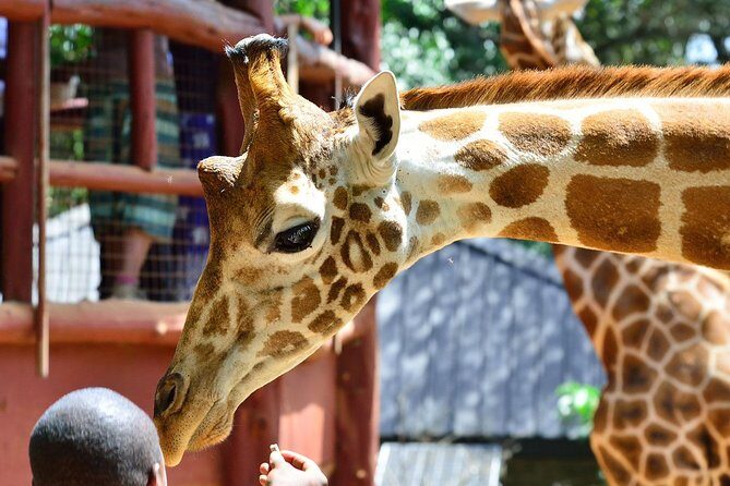 Nairobi Highlights: Karen Blixen, Beads Factory & Giraffe Center Day Tour - What Travelers Say