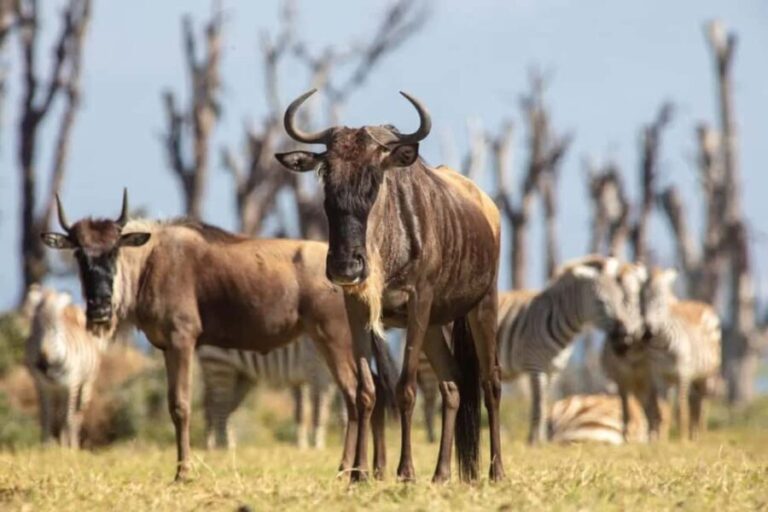 Nairobi: Horseback Wildlife Safari with Transfers and Lunch - Practical Details and Tips