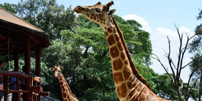 Nairobi: Karen Blixen, Giraffes, Kobe Beads and KICC Tower - Practical Details and Tips