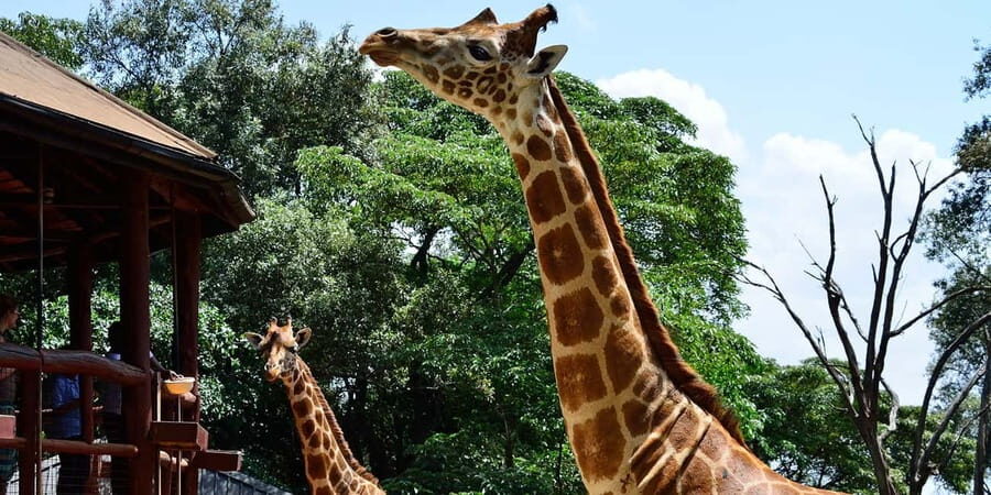 Nairobi: Karen Blixen, Giraffes, Kobe Beads and KICC Tower - Practical Details and Tips