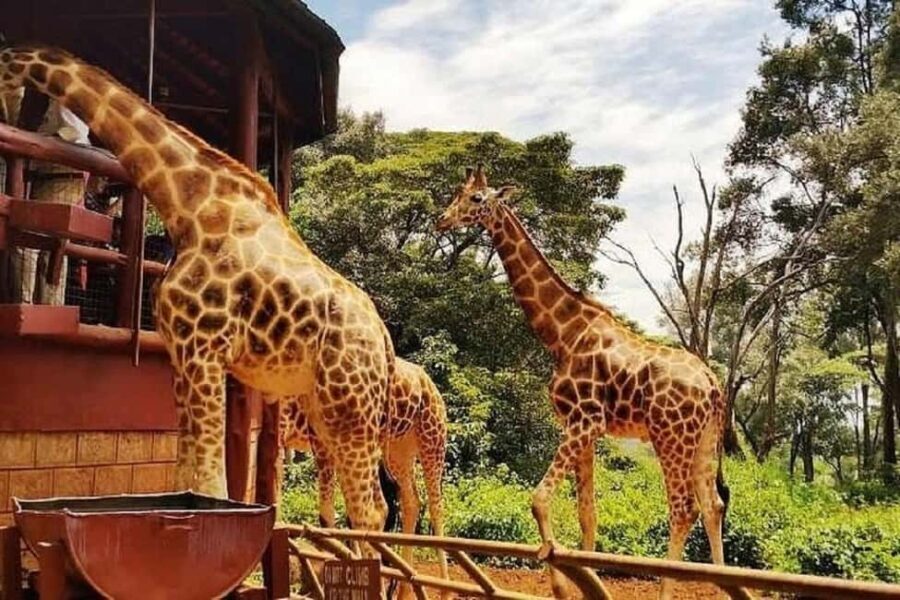 Nairobi: Karen Blixen Museum and Giraffe Center Tour - A Closer Look at the Tour Experience