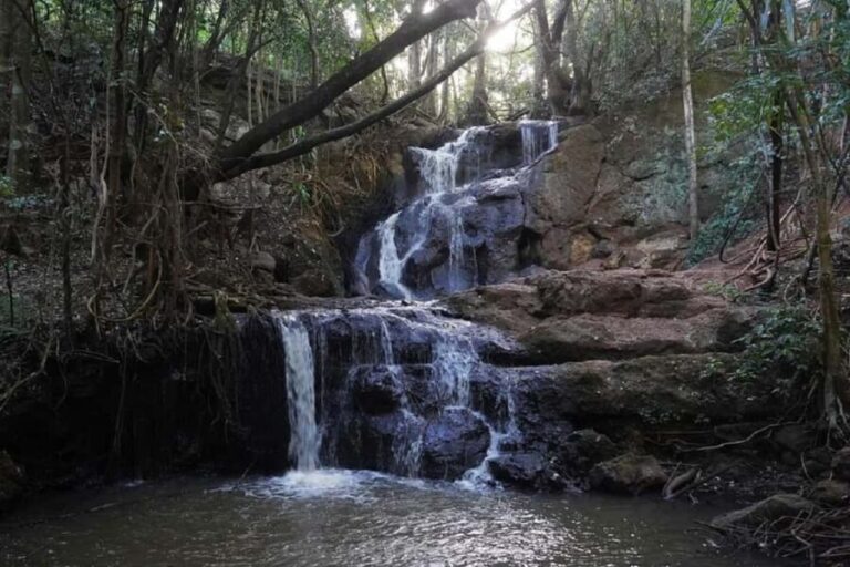 Nairobi: Karura Forest Nature Trail and Hike - What the Tour Entails: A Closer Look