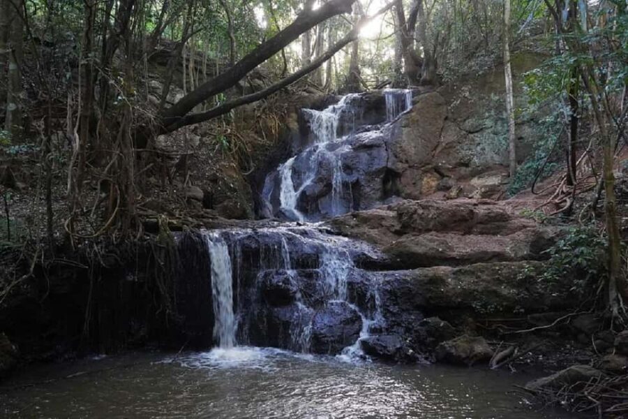 Nairobi: Karura Forest Nature Trail and Hike - What the Tour Entails: A Closer Look
