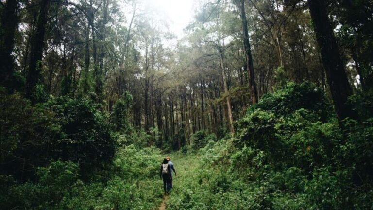 Nairobi: Kereita Forest Day Trip with Zip Lining - The Heart of the Experience: Zip Lining