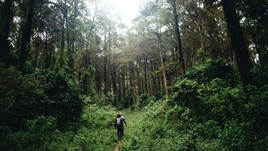 Nairobi: Kereita Forest Day Trip with Zip Lining - The Heart of the Experience: Zip Lining