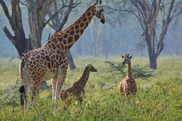 Nairobi: Lake Nakuru National Park and Lake Naivasha Tour - What Travelers Can Expect