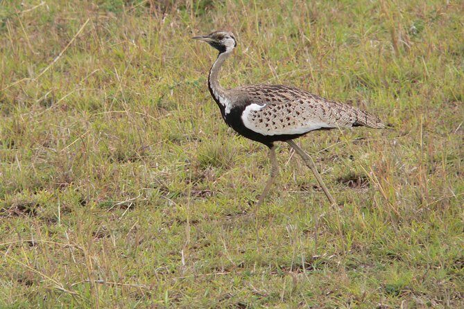 Nairobi layover - The Wildlife and Scenic Highlights