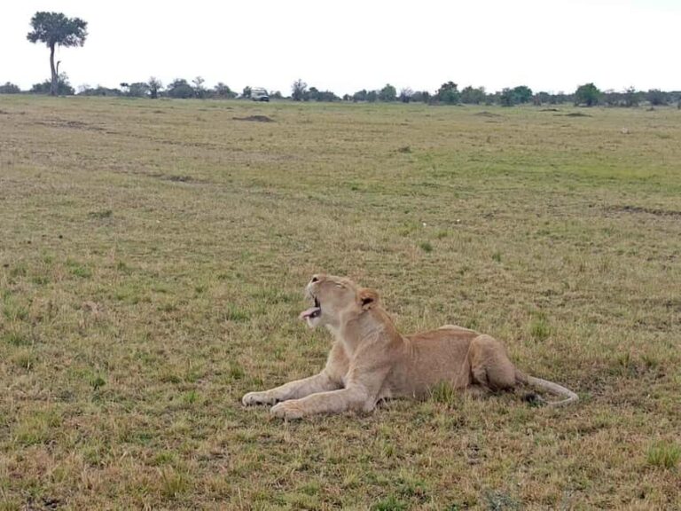 Nairobi: Maasai Mara National Reserve Day Trip - What’s Included and What’s Not