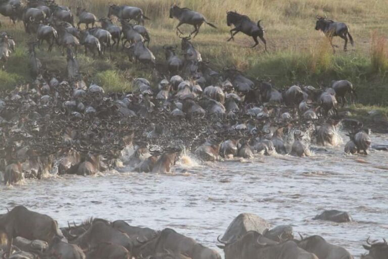 Nairobi: Maasai Mara Overnight Safari with Cultural Visit - Day Two: The Heart of Maasai Mara’s Wildlife