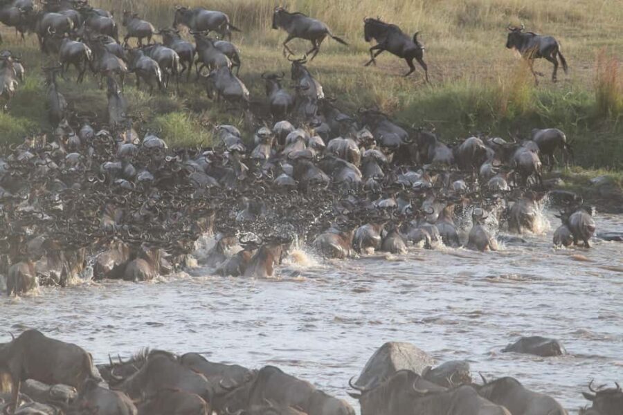 Nairobi: Maasai Mara Overnight Safari with Cultural Visit - Day Two: The Heart of Maasai Mara’s Wildlife