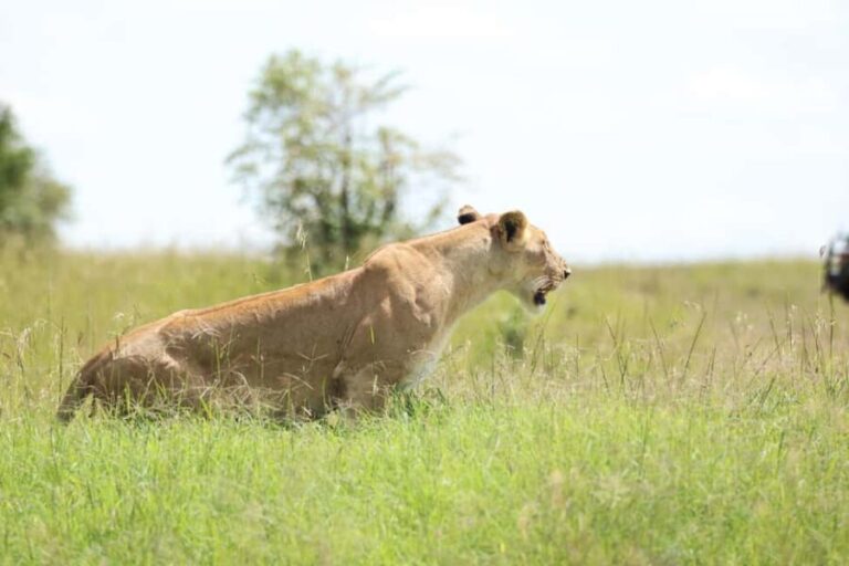 Nairobi: Maasai Village Day Trip with Guided Tour. AW - Who Is This Tour Best For?