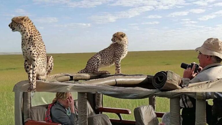 Nairobi: Masai Mara 3-Day Tour (Including 4X4 Jeep Safari) - Detailed Review: What to Expect from this Safari