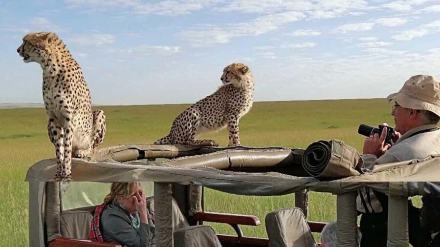 Nairobi: Masai Mara 3-Day Tour (Including 4X4 Jeep Safari) - Detailed Review: What to Expect from this Safari