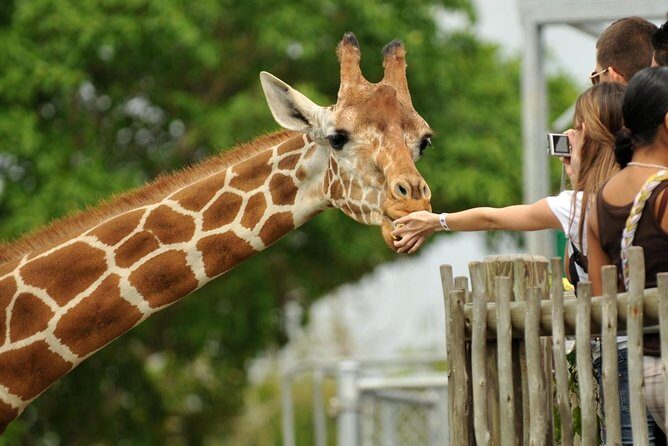 Nairobi Morning Safari/elephant Orphanage/giraffe Centre - What to Expect from the Experience
