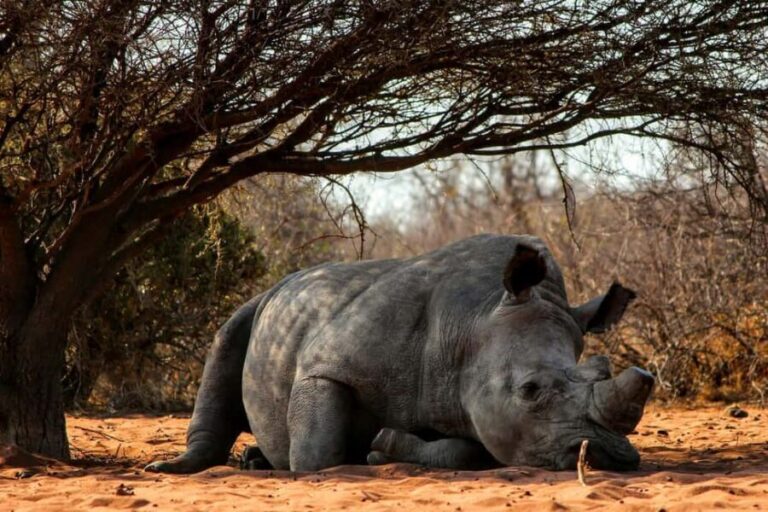 Nairobi : Nairobi National Park: 5- hours Guided Game Drive - What to Expect During the Tour