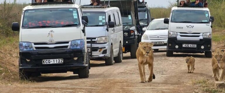 Nairobi: Nairobi National Park Daily Game Drives - The Itinerary: What to Expect