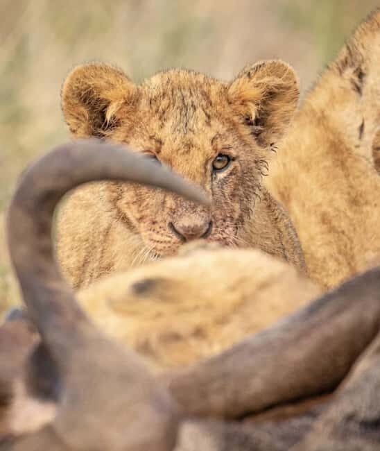 Nairobi: Nairobi National Park Half-Day Game Drive - Authentic Encounters and Real Traveler Experiences