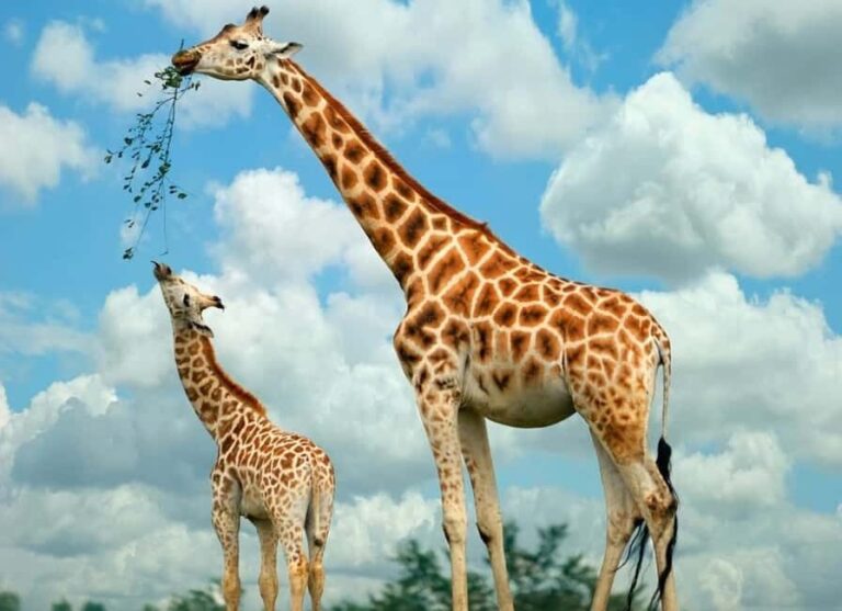 Nairobi National Museum, Giraffe center and Bomas Kenya Tour - How the Day Fits Together