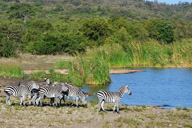 Nairobi National Park - Final Thoughts