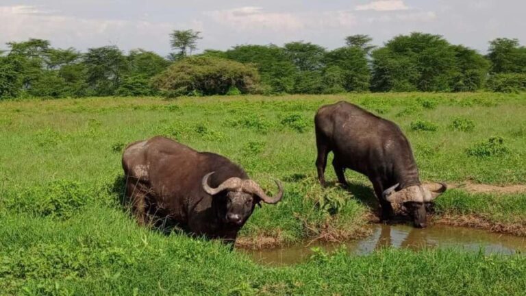Nairobi National Park 5-hour Guided Game Drive Free Pick Up - What’s Included and What’s Not