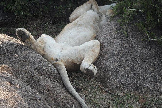 Nairobi National Park 5 Hours Tour - The Itinerary in Detail