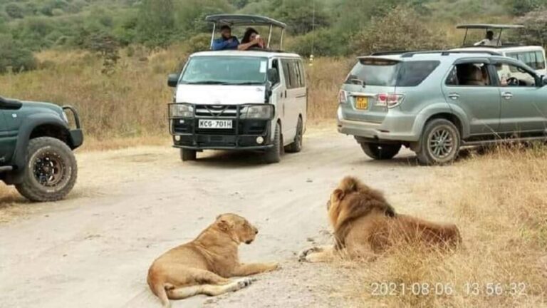 Nairobi national park and elephant orphanage - Detailed Breakdown of the Itinerary